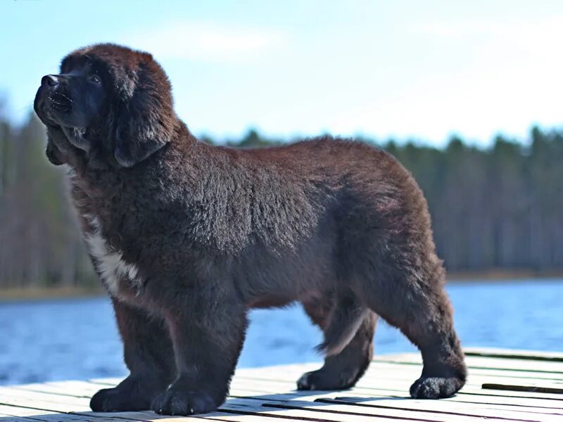 Ньюфаундленд westminster. Нюф нюф нюф аниме. Ньюфаундленд питомник. Щенка ньюфаундленда коричневого окраса. Ньюфаундленд питомник.