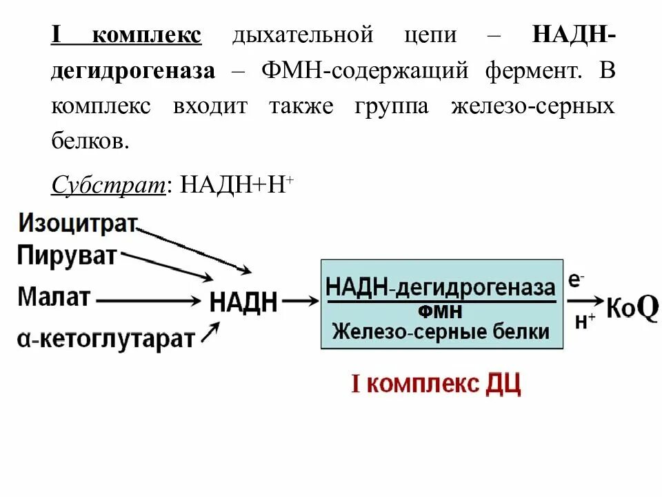 НАДН дегидрогеназа. NADH дегидрогеназа. Комплекса i дыхательной цепи (НАДН-дегидрогеназа),. NADH дегидрогеназа комплекс 1.