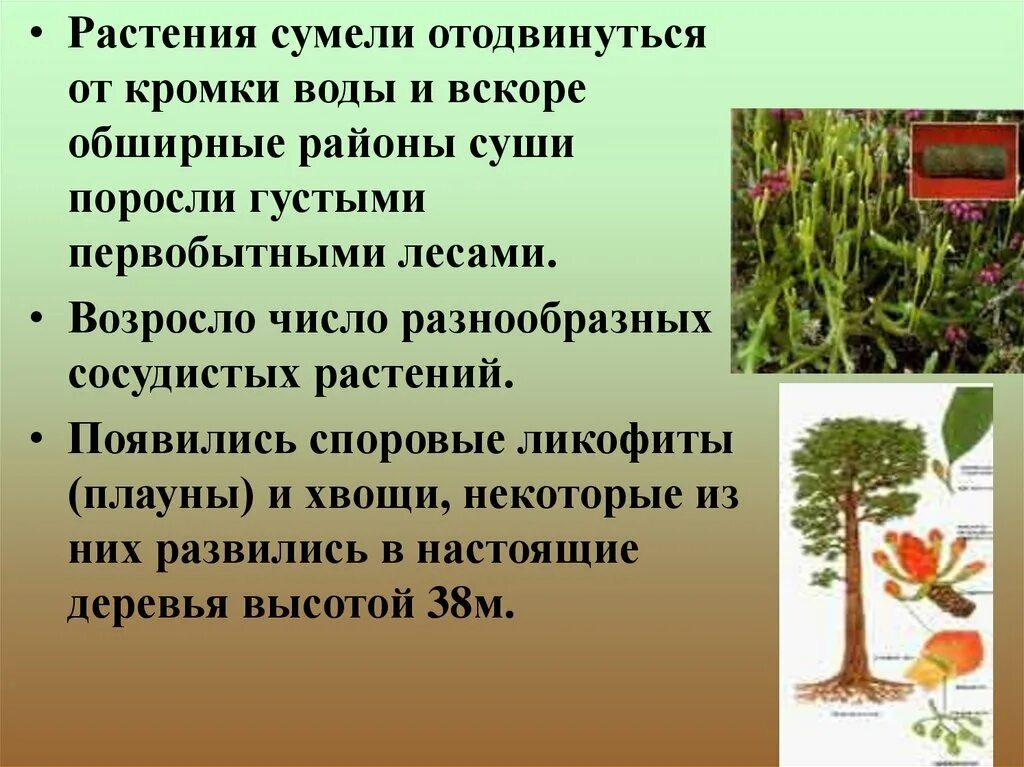 Когда появились растения. Появление растений. Возникновение растений. Возникновение растений на земле. Этапы эволюции растений.