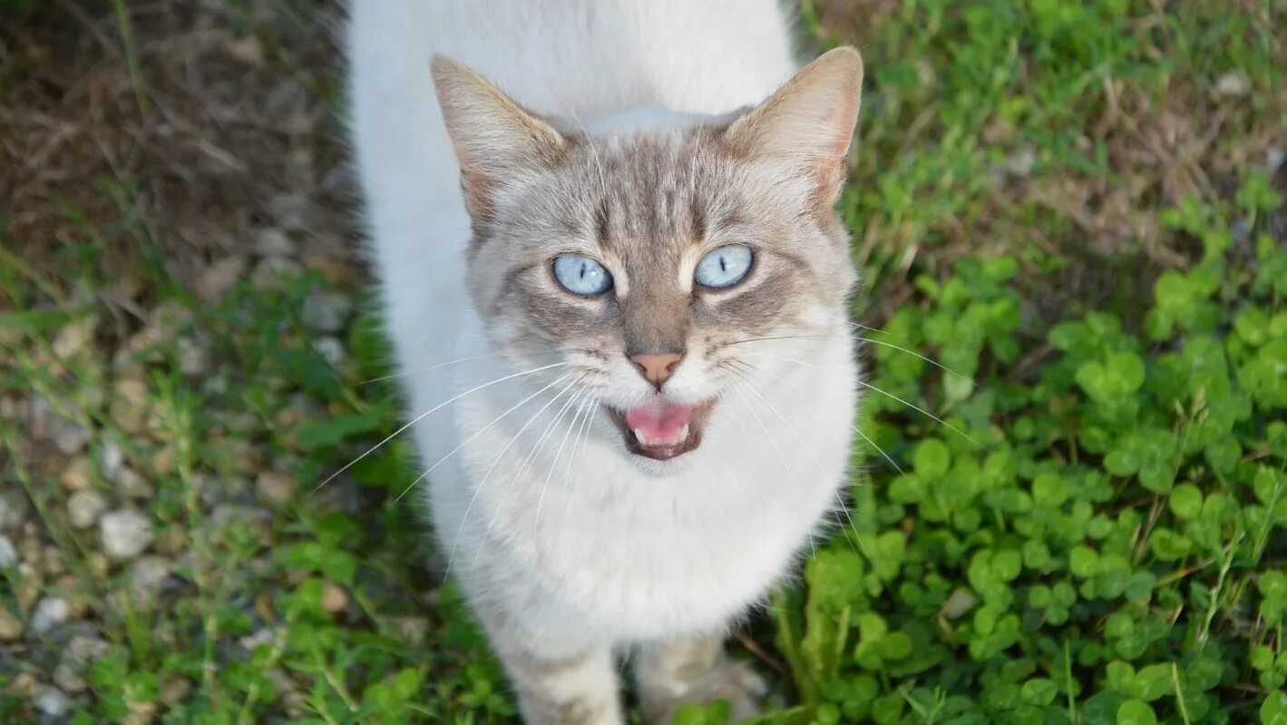 Звуки мяукающих котят
