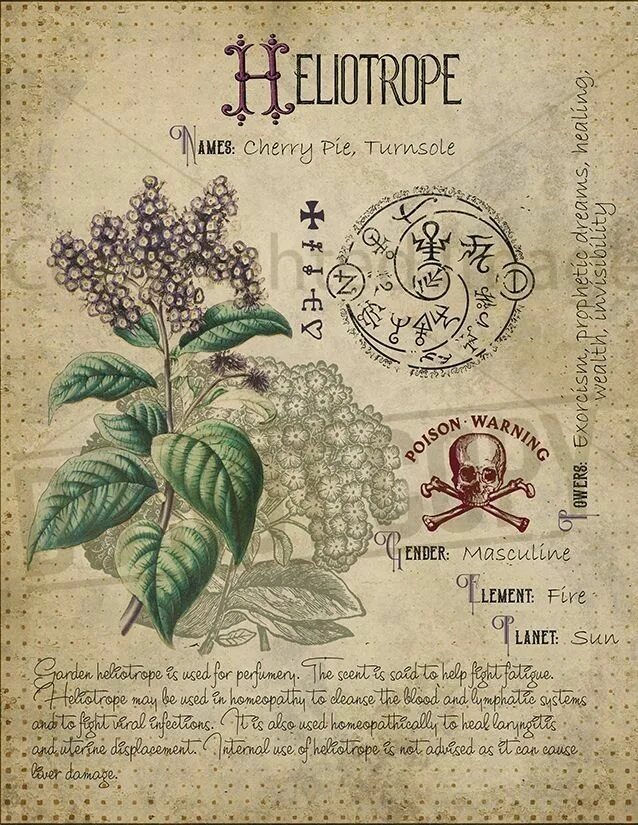 Что можно записать в травник ведьмочки. Мята полевая перечная. Что можно записать в травник ведьмочки. Что записать в травник. Травник ведьмы зелья.