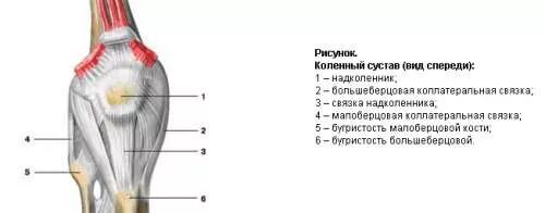 Боль под коленом спереди. Боль ниже коленного сустава спереди. Болит под коленом спереди при надавливании. Боль ниже колена спереди. Боль ниже коленной чашечки спереди.