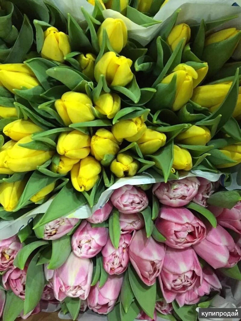 Тюльпаны оптом воронеж. Тюльпаны оптом воронеж. Tulips оптом. Тюльпаны оптом воронеж. Предзаказ на тюльпаны к 8.