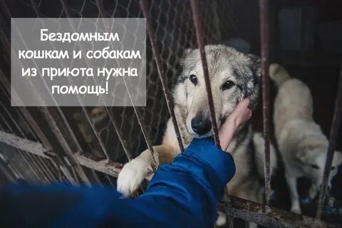 Нужно помогать бездомным животным
