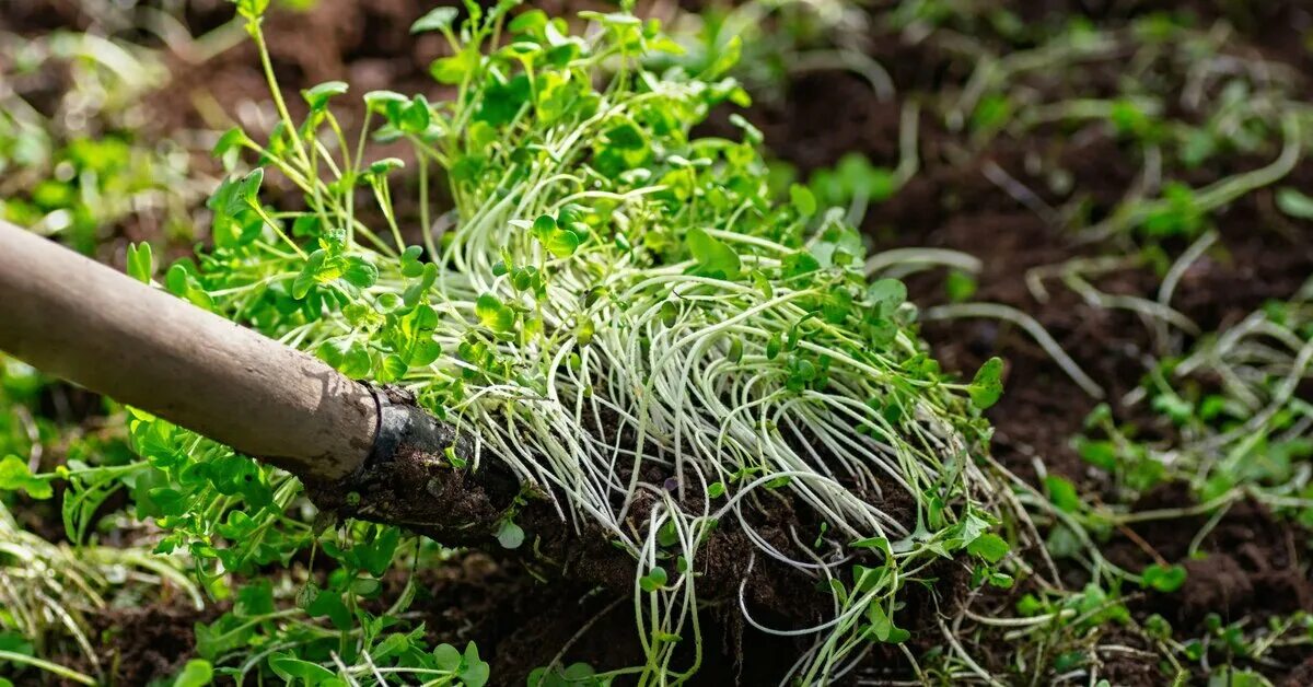 Сидерат в зиму. Растения сидераты. сидераты посев летом. green fertilizer. как перекапывать сидераты.