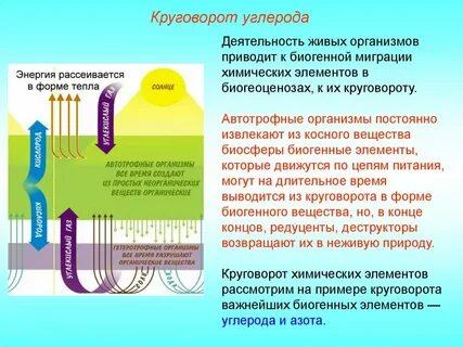 Биогенный круговорот