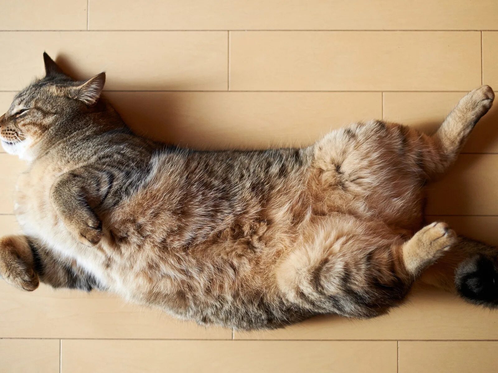 Кот катается по полу. Лежачий кот. кошка лежит. кот валяется. кот лежит на спине.