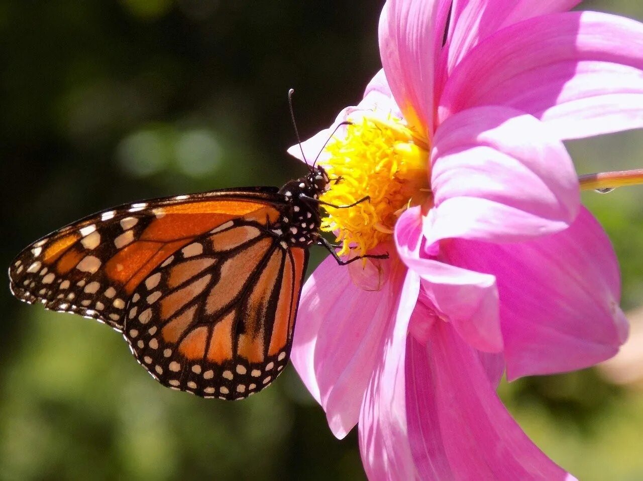 Красивые бабочки на цветах. Данаида Монарх бабочка фиолетовый. Бабочка на цветке. Бабочки в цветах.
