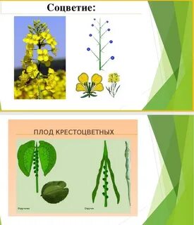 Соцветия и плоды