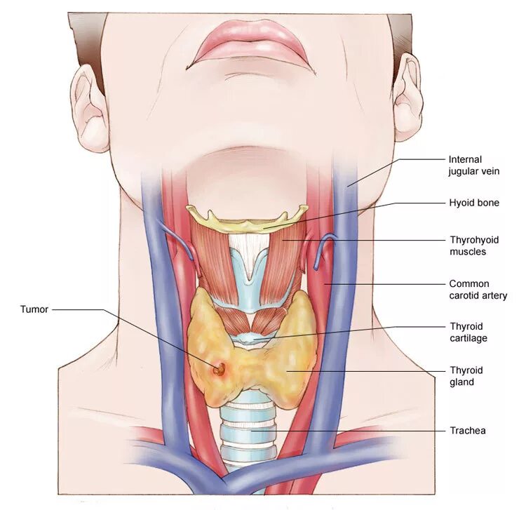 Болит гортани при надавливании. Щитовидная железа анатомия кадык. Строение горла щитовидка. Строение щитовидной железы у женщин. Анатомия шеи щитовидной железы.