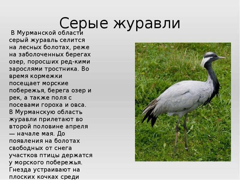 Рассказ про серого. Серый журавль описание. Доклад о Журавле. Серый журавль доклад. Серый журавль красная книга.