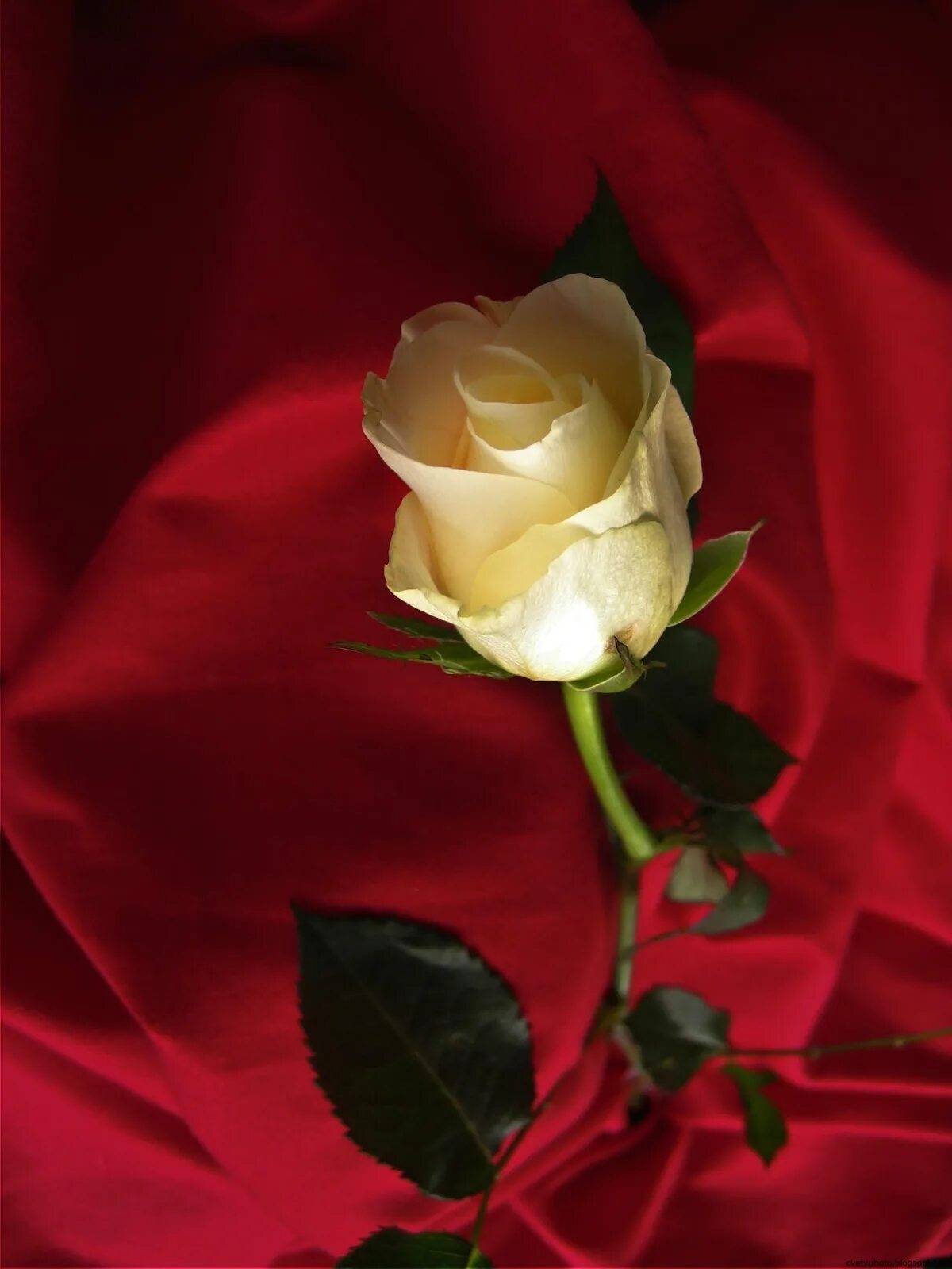 Цвет цветов для любимой женщины. Красивые розы. Цветы для любимой. Цветы для любимых. Шикарные красные розы.