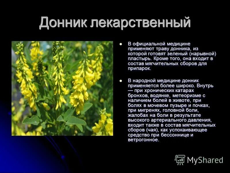 Донник (лекарственный, желтый) - полезные свойства и противопоказания
