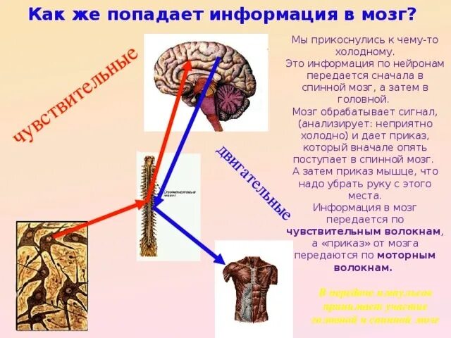 Мозг передается