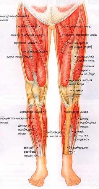 Части ноги. Мышцы ног. Внутренние мышцы ног. Передняя поверхность бедра. Место ниже бедра