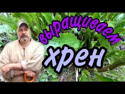 Как сажать хрен семенами
