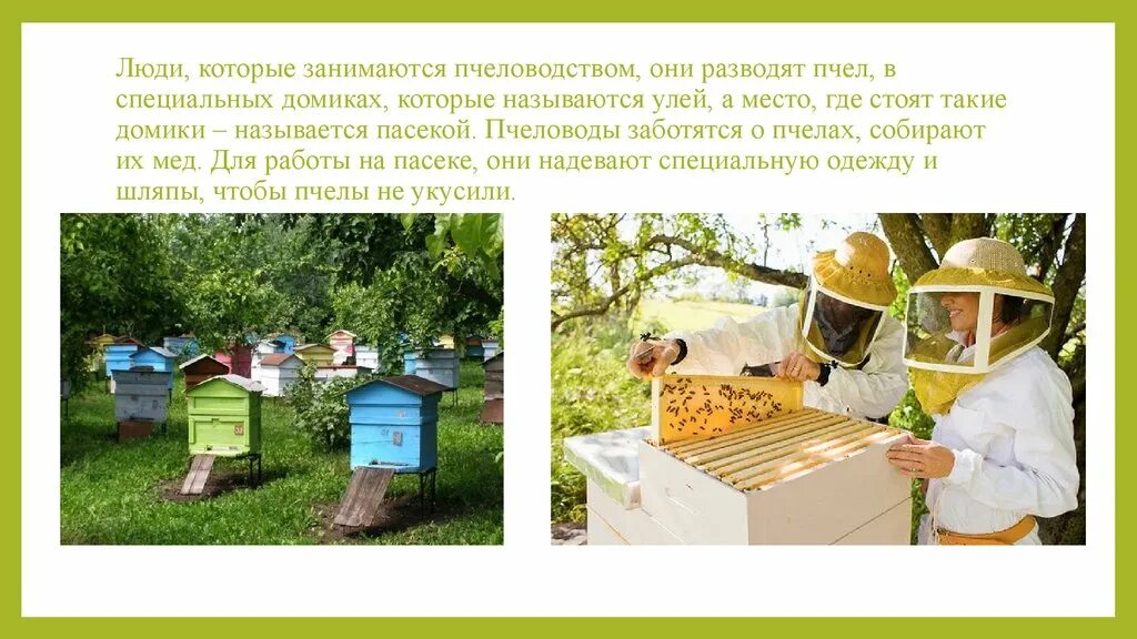 Пчеловодство интересное и полезное занятие текст
