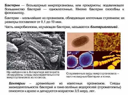 Кишечные дрожжи