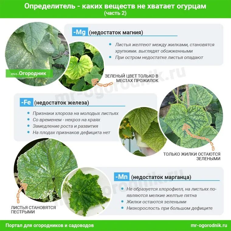 Схема удобрения огурцов в открытом грунте. Подкорм для огурцов в теплице. Схема листовых подкормок огурцов. Схема внекорневой подкормки огурцов.