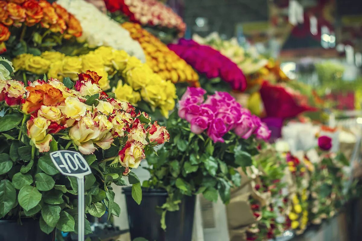 Новый цветочный рынок. Рижский цветочный рынок. Рижский рынок цветов. Рижский рынок хризантемы. Рижский рынок цветы.