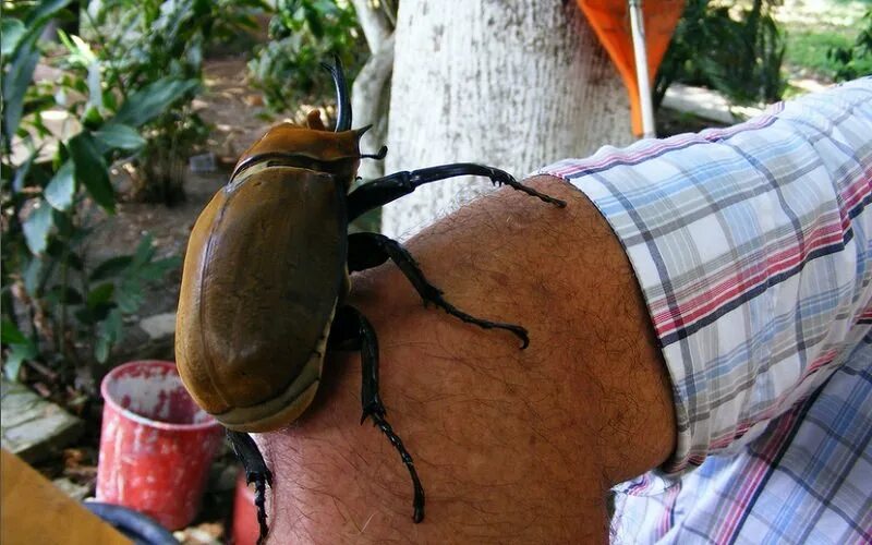 Изопод жук. Macropanesthia rhinoceros. Австралийский таракан носорог. Самый страшный таракан. Самый большой таракан в мире.