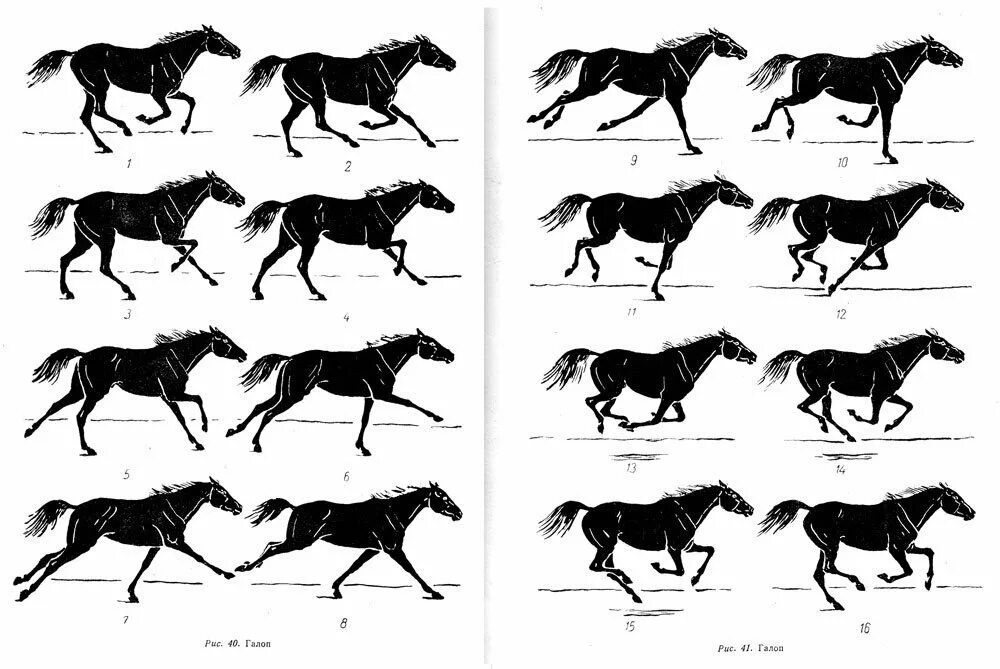 Лошадь галоп референс. Галоп Аллюр лошади. Бегущая лошадь сбоку референс. Лошадь бежит галопом референс. Передвижение лошади