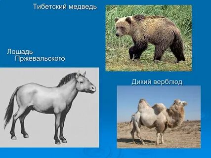 Верблюд медведь