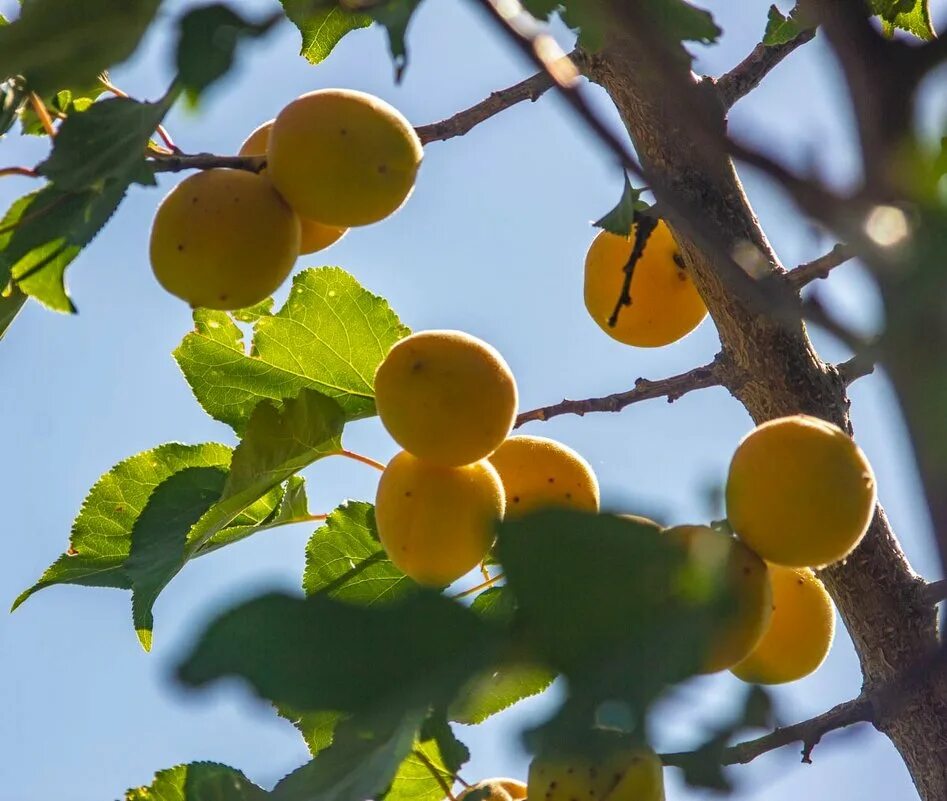 весна май фото. цвет абрикоса. марьяна ро онлифанс. цвета абрикос песня ремикс. марьяна ро кроссы цвета абрикоса.