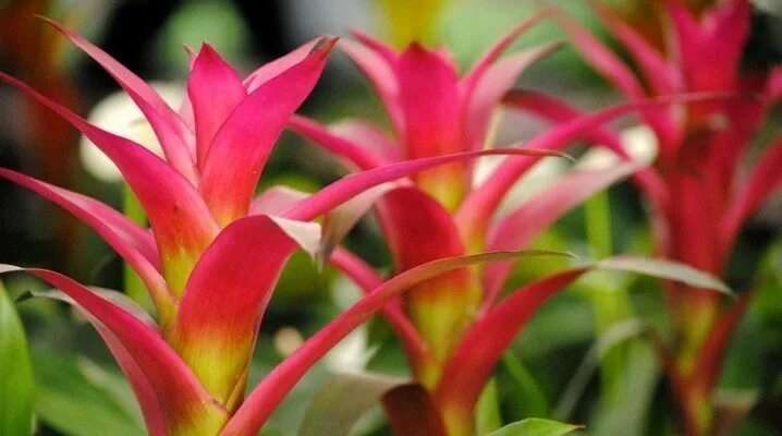 Бромелия цветок уход в домашних условиях фото How to Grow and Care for Bromeliads Exotic flowers, Exotic plants, Bromeliads