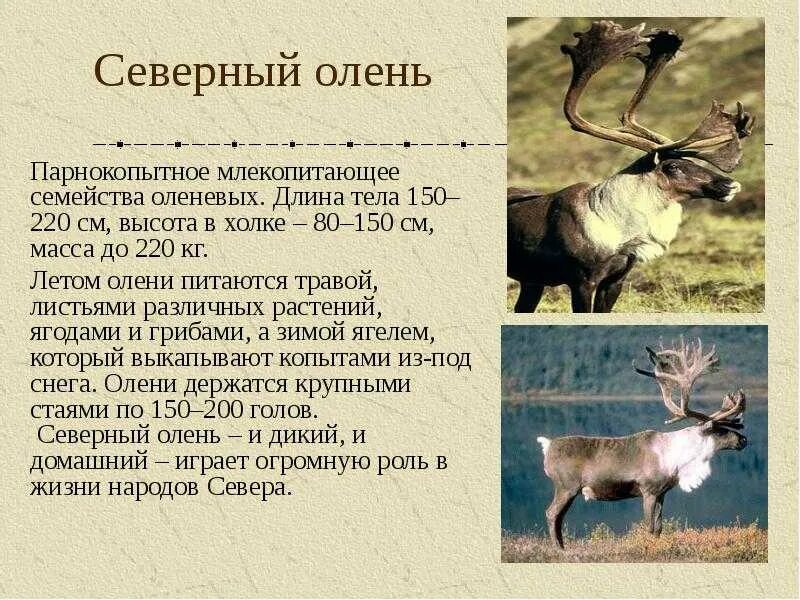 Северный олень впр 5 класс биология