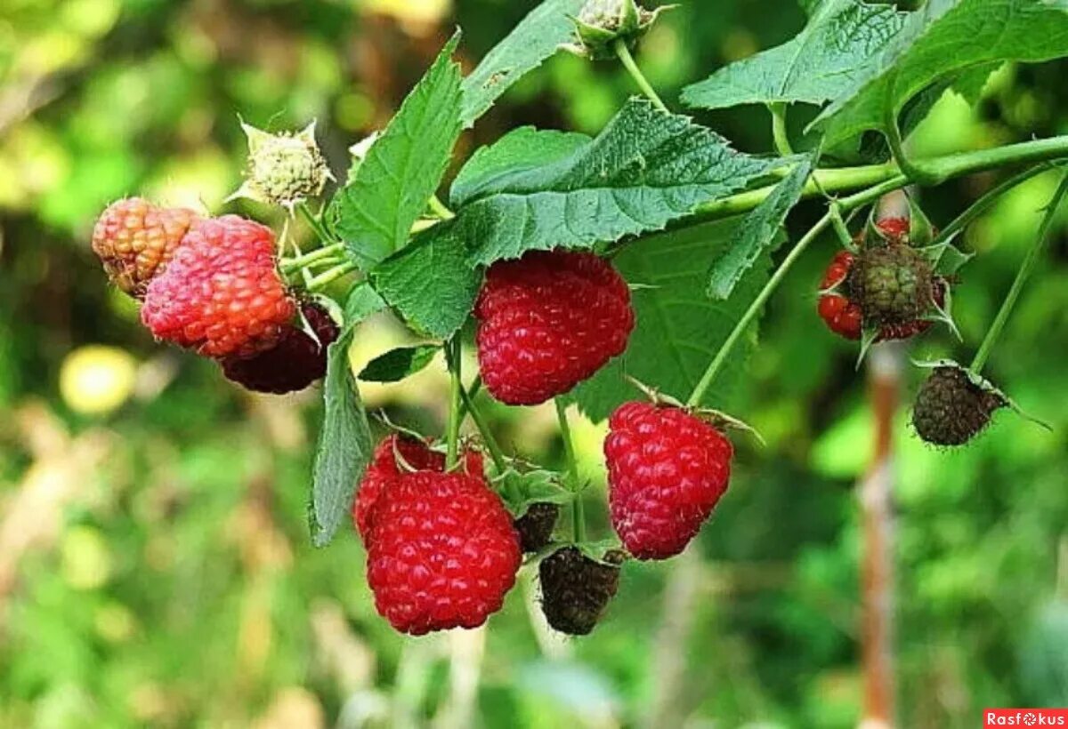 новую ягодку