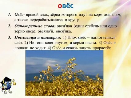 Как правильно пишется овсяная