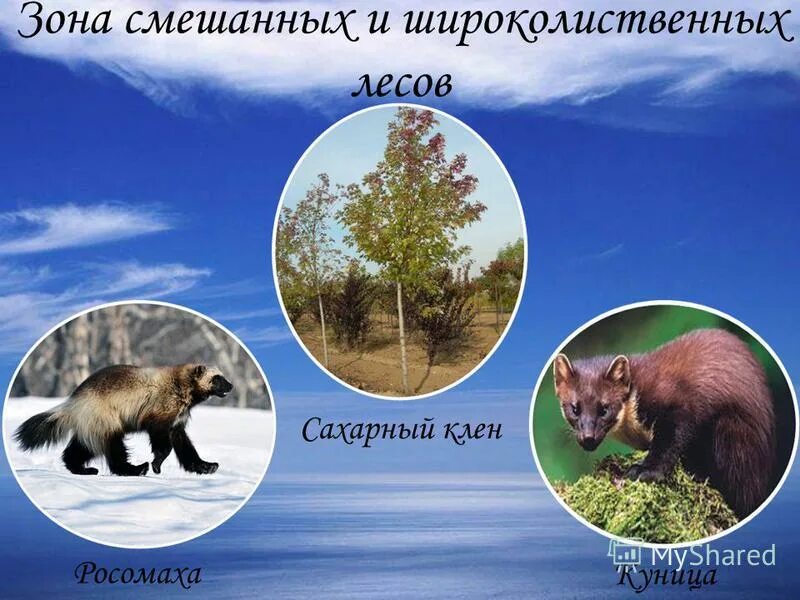 Смешанные леса северной америки растения. Животный мир смешанных лесов северной америки. Животные смешанных лесов северной америки. Широколиственные леса северной америки животные. Широколиственные леса животный мир.