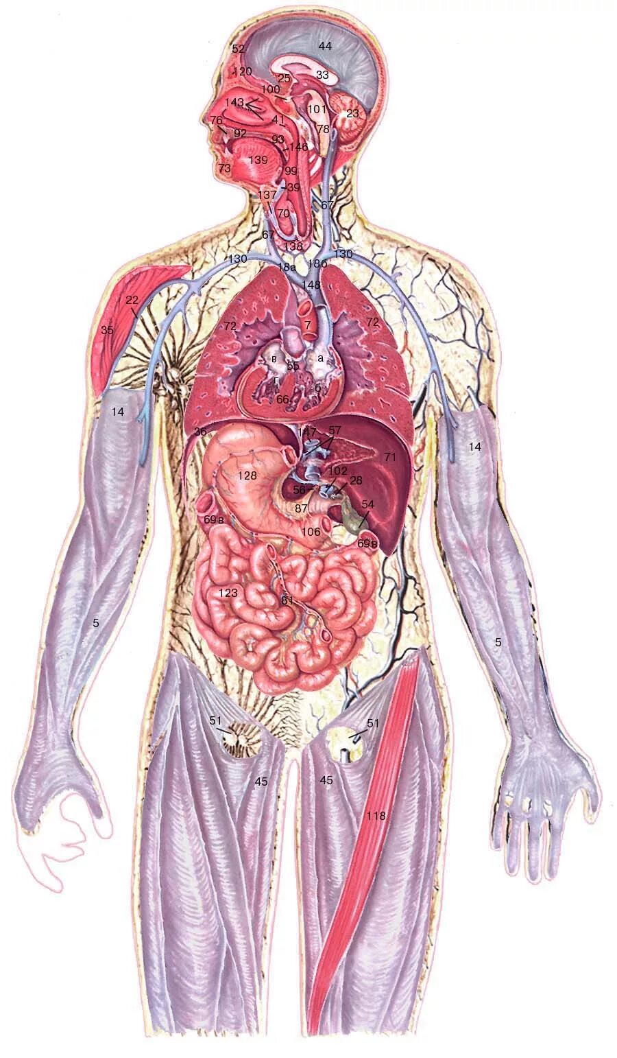 Анатомия картинки. Анатомия Человекова тела.