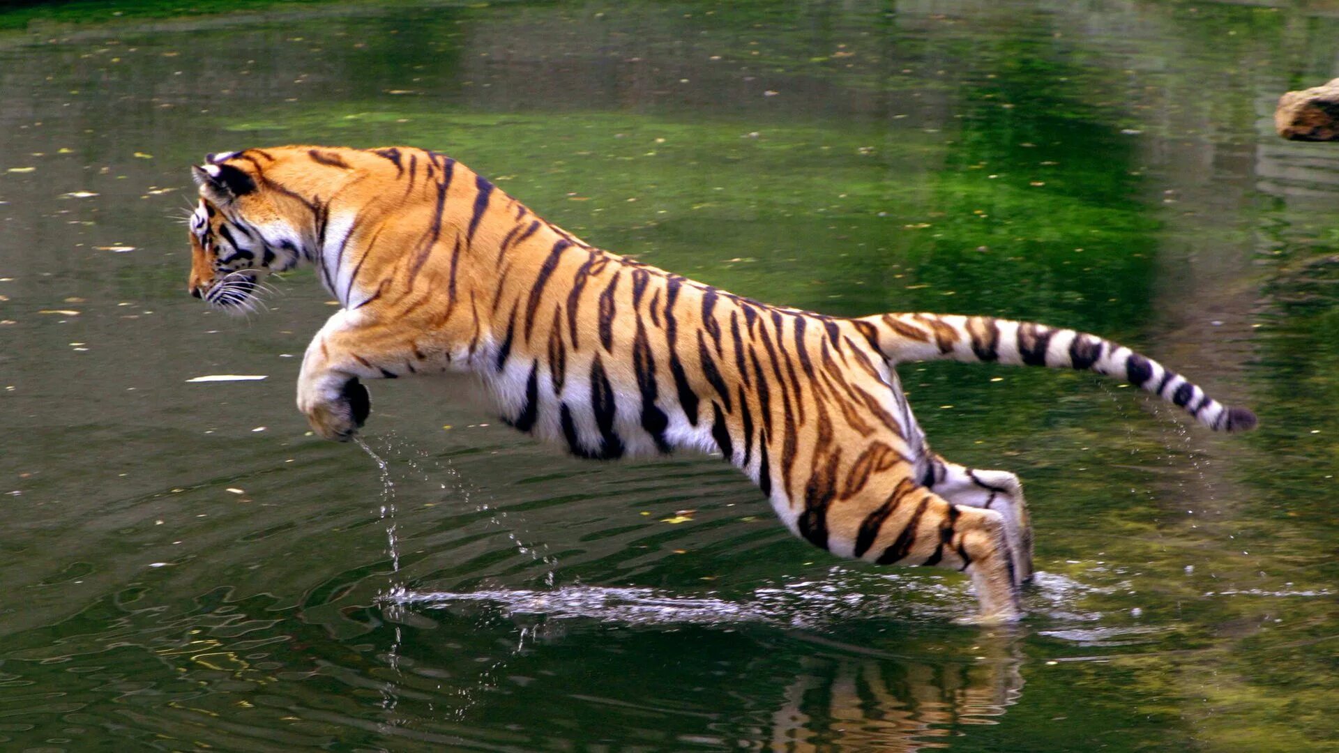 Включи живые животные. Тайгер тигр. Амурский тигр и бенгальский тигр. Золотой бенгальский тигр. Амурский тигр рыбачит.