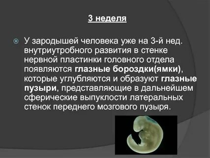 Эмбрион точка