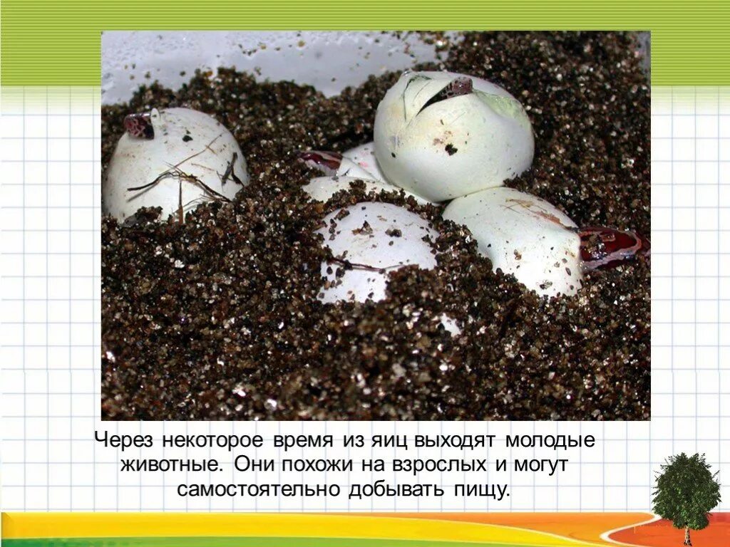 Презентация размножение животных 2 класс. Презентация размножение животных 2 класс