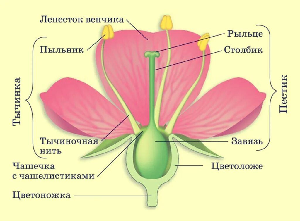 Растения биология 2025