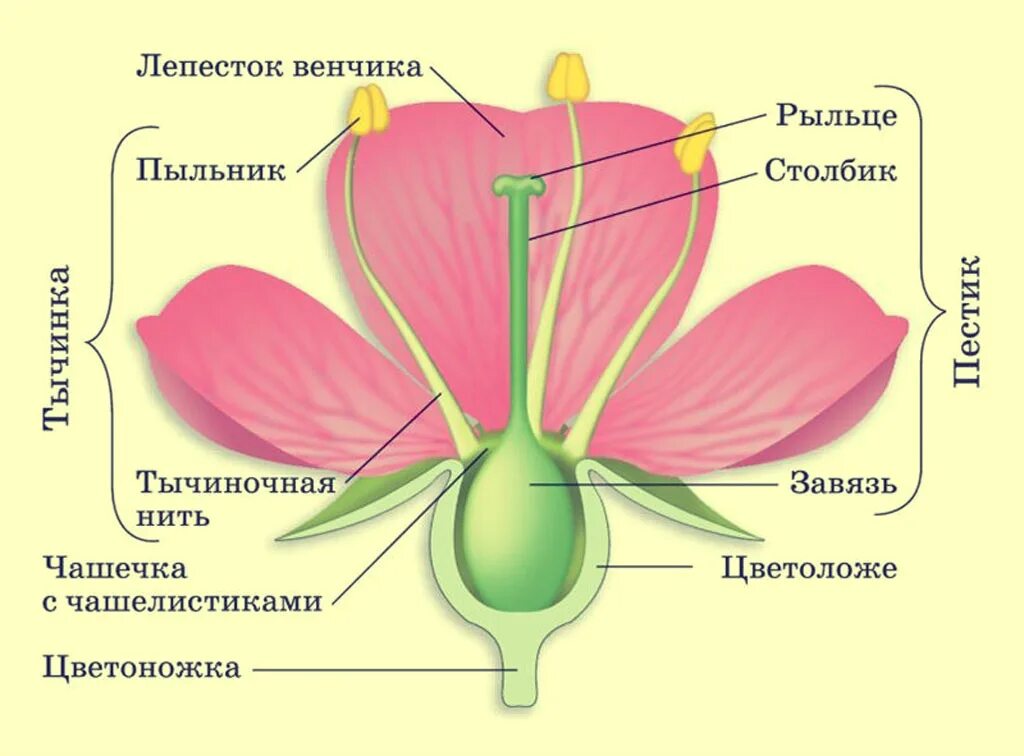 Целое часть биология. Строение покрытосеменных растений строение цветка. Тычинка пестик пыльник завязь. Цветоножка и цветоложе чашечка. Цветоножка цветоложе околоцветник.