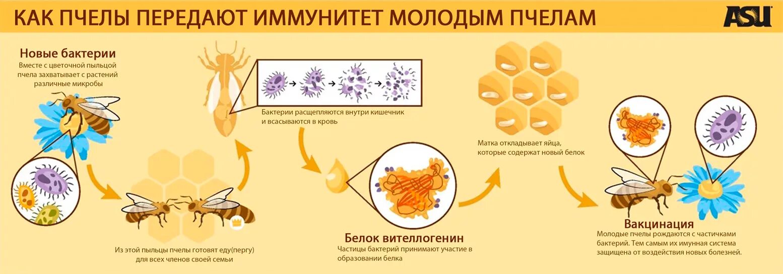 Цикл развития медоносной пчелы. Стадии созревания пчелы. Схема развития пчелиной семьи. Цикл развития пчелиной семьи.