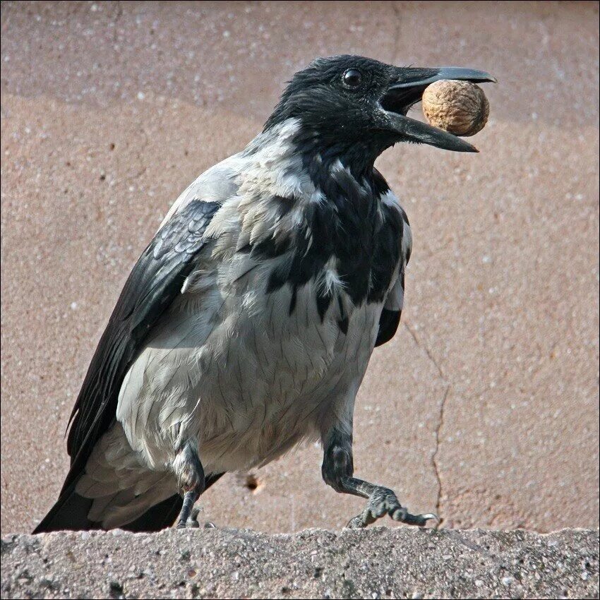 Утка и ворон. Ворона и утка. Ворон гусь. Орел и лебедь. Утка на пульте управления.