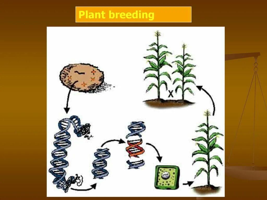 Генетика растений. Selective breeding of Plants. Rust генетика растений. Plant breeding