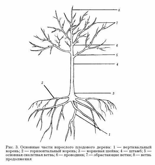 Плодовый корень. Корневая шейка яблони рис. Строение плодового дерева штамб. Корневая шейка дерева. Корневая система вишни схема.