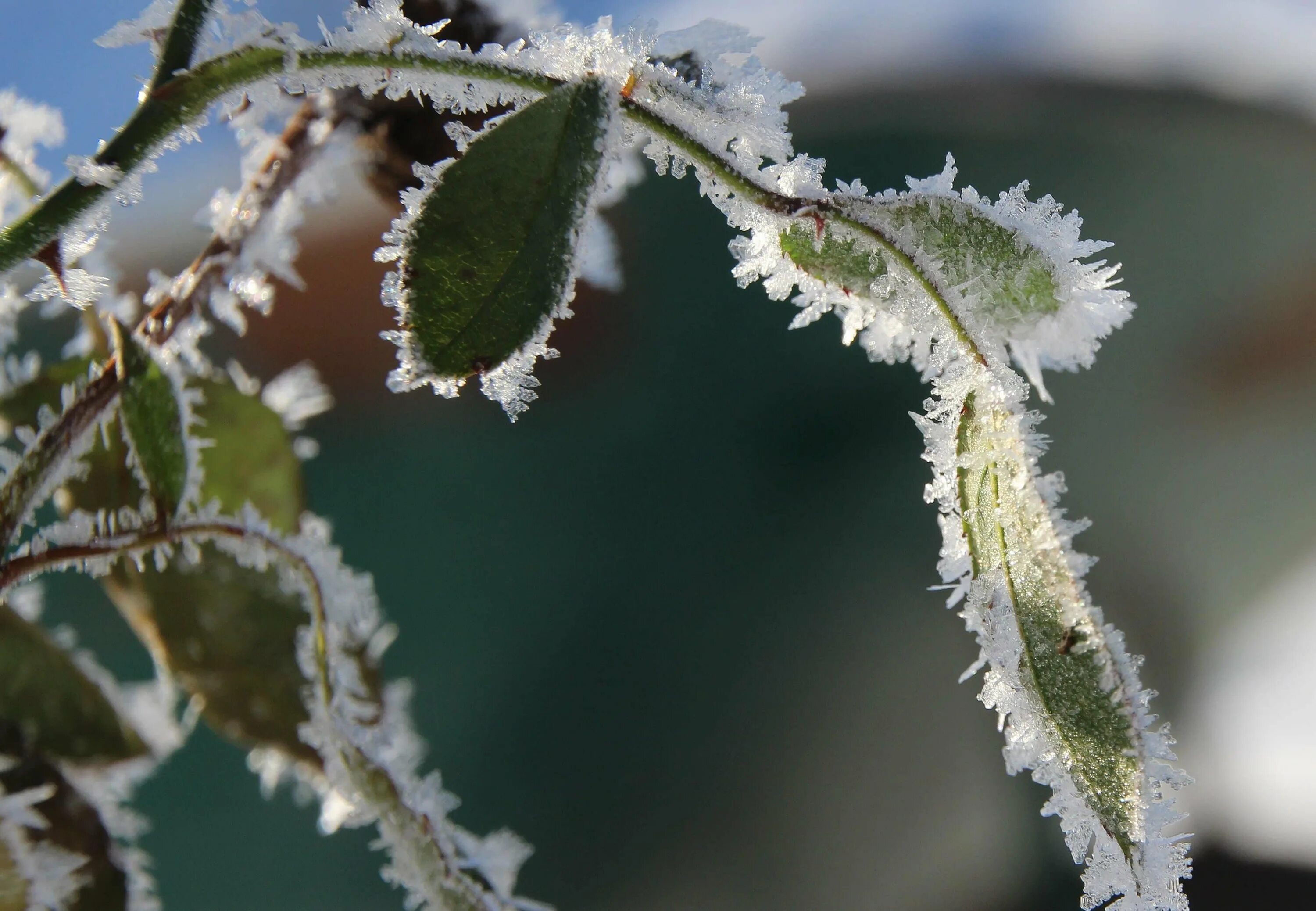 Ветки в снегу. Иней на стекле. Заснеженная ветка. Подернулось инеем. Подернулось инеем.