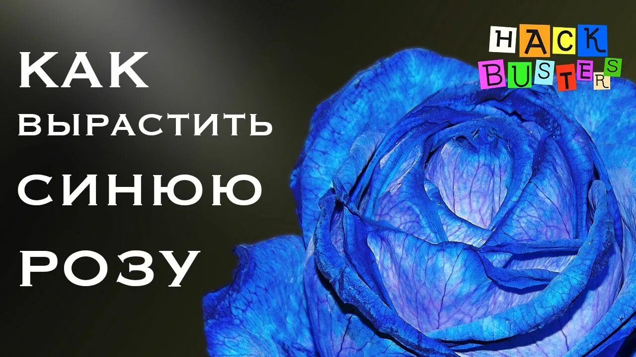Как сделать синею розу. Как покрасить розу в синий. синие розы как выращивают. крашенные розы. синие розы как растут.