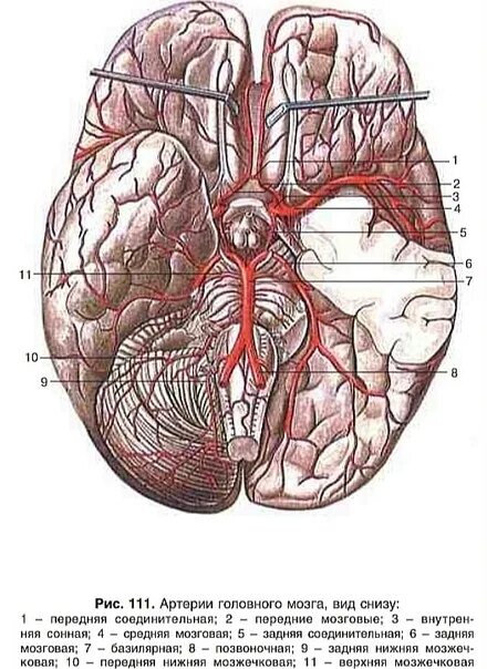 Задняя соединительная артерия мозга. Средняя мозговая артерия и ее ветви. Передняя соединительная артерия латынь. Артерии головного мозга вид снизу. Артерии головы.