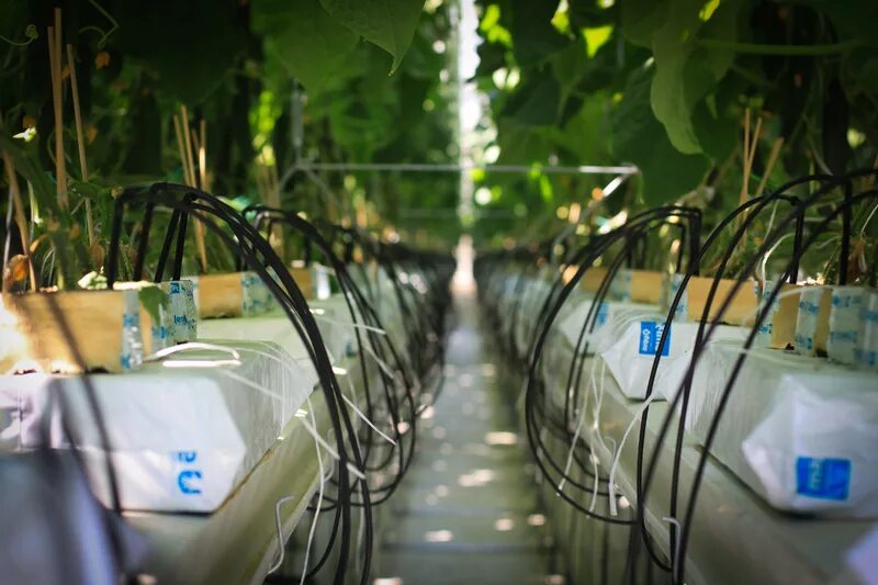 рис агрофирма лого. агрофирма спб. пиво tervete logo. агрофирма рассвет. агрофирма спб.