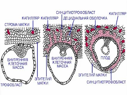 Дифференцировка тканей зародыша
