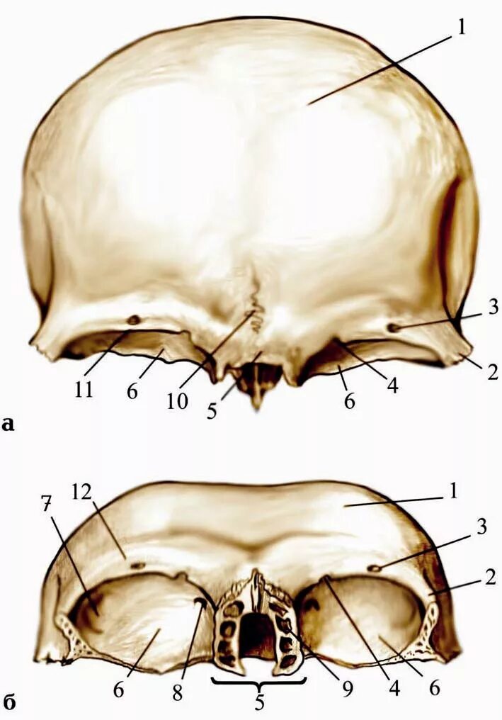 Кости черепа лобная кость анатомия. Лобная кость черепа человека. Лобная кость анатомия строение на черепе. Лобная кость теменная кость.