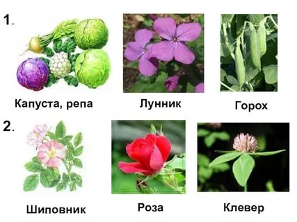 Клевер горох